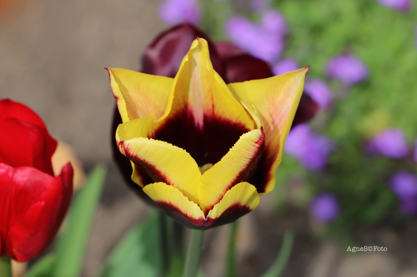 wyspa-tulipany