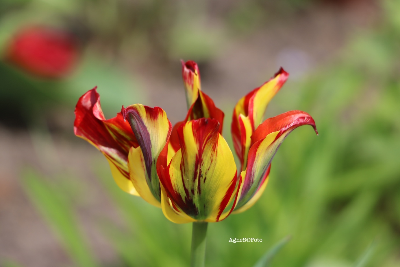 flame-tulipan